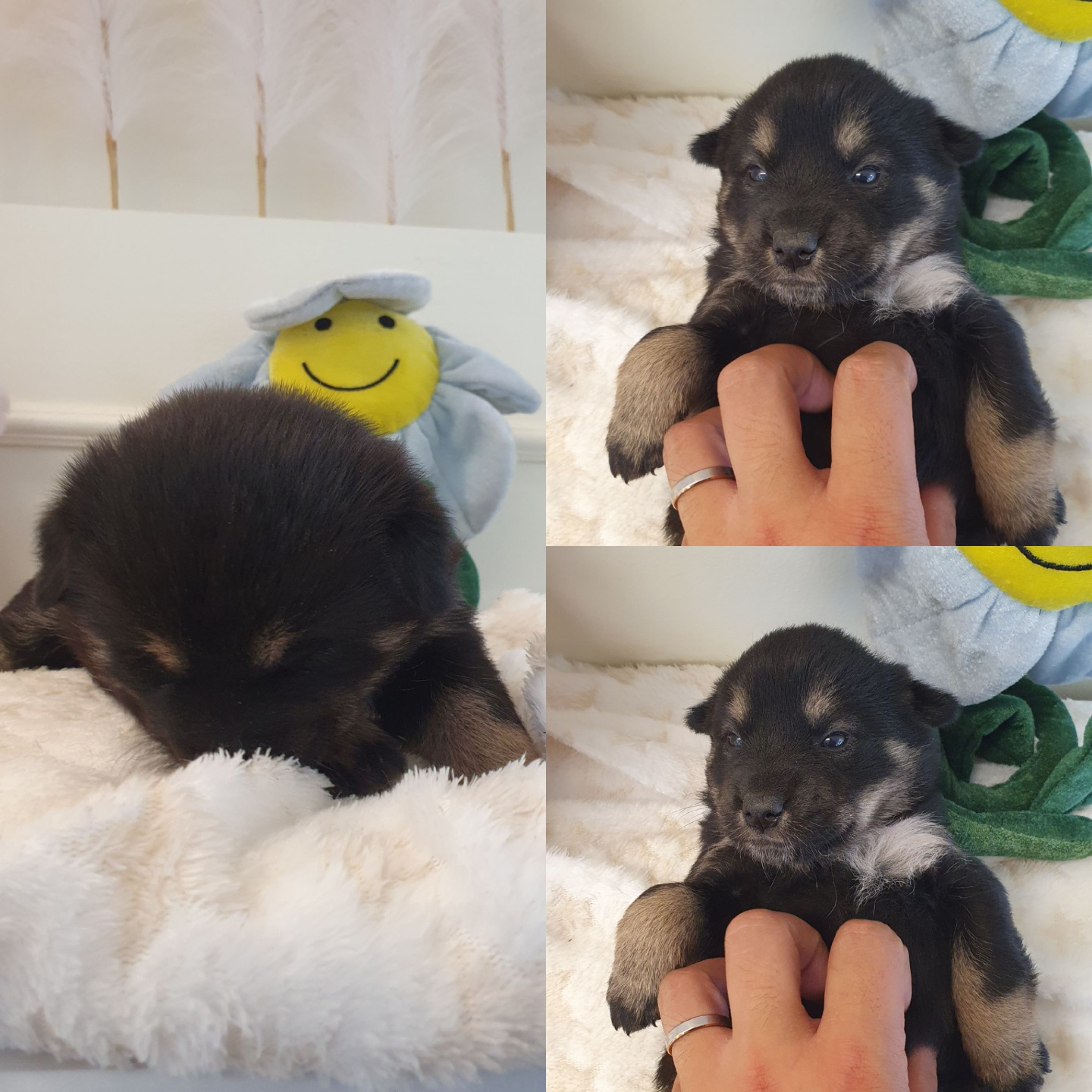 믹스견 이미지 파일 입니다.